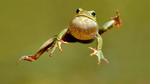Laubfrosch macht einen Sprung und sieht sehr lustig aus dabei